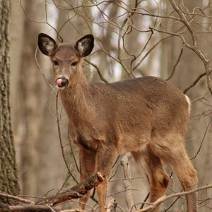 Wildlife photography.  New England.  Connecticut.  Fine art photography.  Deer. "Delicious".