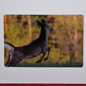 May include: A black and brown deer leaps through a blurred background of green and brown trees. The deer's legs are extended, and its head is turned to the side.