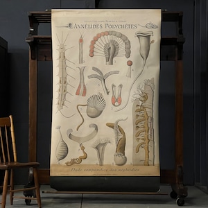 Antieke pull-down grafiek, Annelides Polychetes, Remy Perrier & Cepede School Chart, wetenschappelijke illustratie, mariene biologie