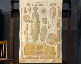 Antique Pull Down Chart, Bothriocephale Asian Tapeworm School Chart, Cestodes IV, Remy Perrier & Cepede, Scientific Illustration