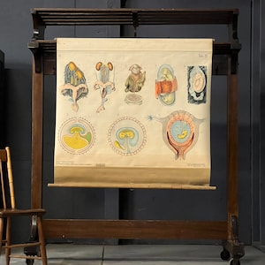 Antieke pull-down-grafiek, reproductiegrafiek zoogdier, Denoyer Geppert, schoolkaart embryologie, wetenschappelijke illustratie