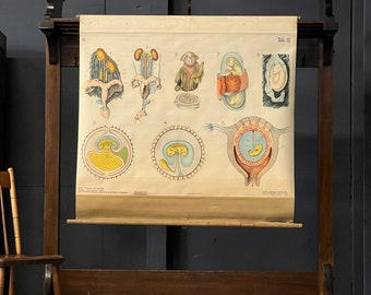 Antique Mammal Reproduction Pull Down Chart, Denoyer-Geppert, Embryology Illustration