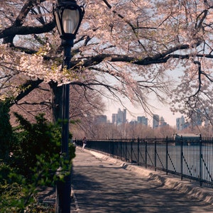 Fine Art Print, Central Park, Seasonal Landscape, Spring and Cherry Blossoms, Manhattan New York, USA