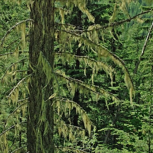 Kunstdruck, Kokanee Gletscherpark, alter Wald, Bart des alten Mannes, B.C. Kanada