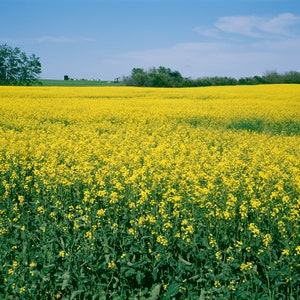 Fine Art Print, Saskatchewan Farm, Canola Field, Canada