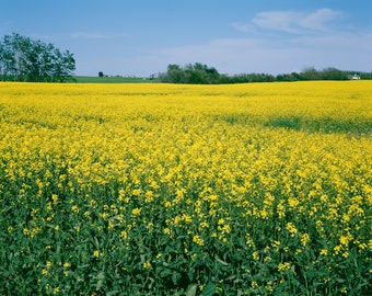 Fine Art Print, Saskatchewan Farm, Canola Field, Canada