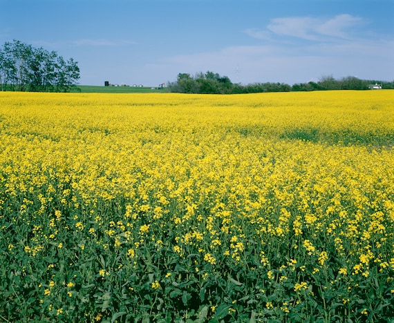 Fine Art Print, Saskatchewan Farm, Canola Field, Canada