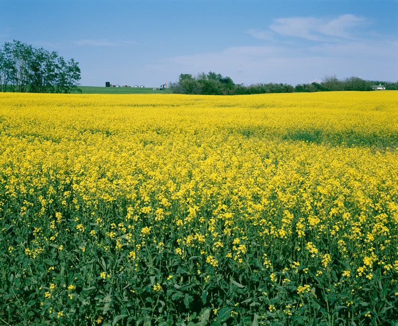 Op de afbeelding: Een veld met felgele koolzaadbloemen in volle bloei. De bloemen groeien in rijen en worden omringd door groen gebladerte. De lucht is blauw en in de verte zijn wat wolken te zien.