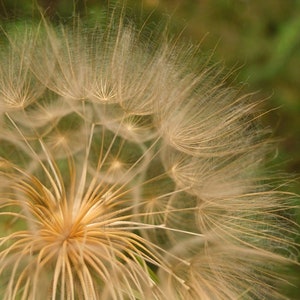 Fine Art Print, Western Salsify, Flora, Ontario, Canada