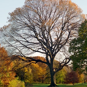 Fine Art Print, Oak Tree, Landscape, Prospect Park, Autumn Gold, Brooklyn, New York City