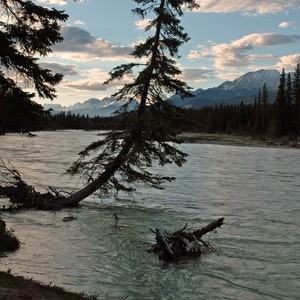 Fine Art Print, Kootenay National Park, River Landscape, Survivor, British Columbia, Canada