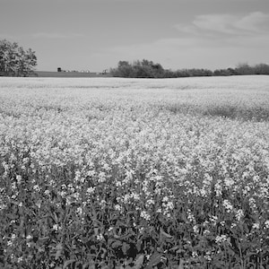 Op de afbeelding: Een zwart-witfoto van een veld met witte wilde bloemen in bloei. Het veld bevindt zich op de voorgrond van de afbeelding, met een rij bomen op de achtergrond.