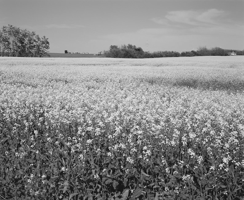 Op de afbeelding: Een zwart-witfoto van een veld met witte wilde bloemen in bloei. Het veld bevindt zich op de voorgrond van de afbeelding, met een rij bomen op de achtergrond.