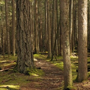 Fine Art Print, Into the Woods, Northwest Pacific Coast Forest.