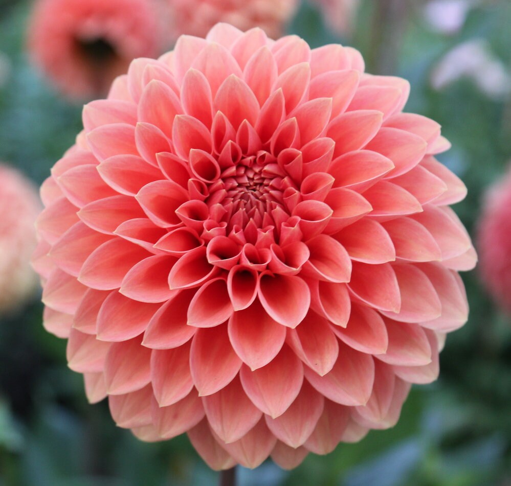 One Rossendale Peach Dahlia Tuber Rossendale Peach Dahlia - Etsy