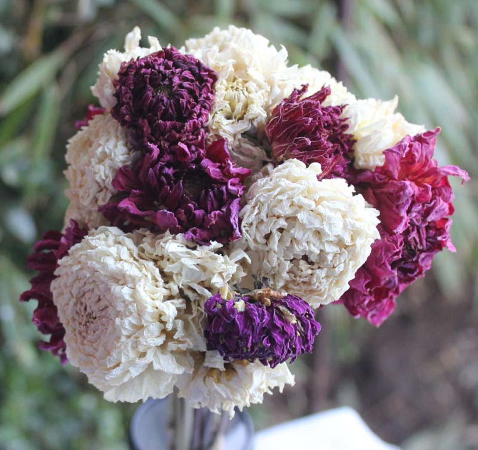 Naturally Dried Dahlia Flowers Purple & White Organic Etsy