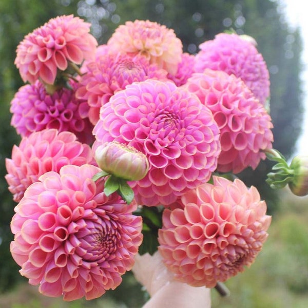 One Isabel Dahlia Tuber - Isabel Dahlia Tuber - Pink Lavender Peach - Ball Dahlia - Cutting Garden - Designer Floral Bouquets - USA Grown