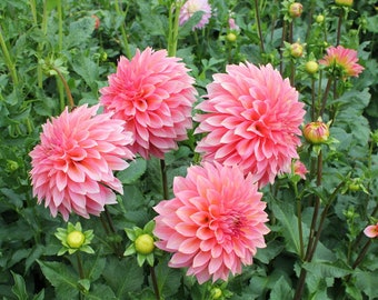 One Kenora Lisa Dahlia Tuber - Kenora Lisa Tuber - Pink Coral - Peachy Center - Cutting Garden - Designer Bouquets - Flower Garden - USA
