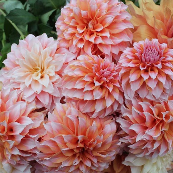 One Peaches N Cream Dahlia Tuber - Peaches N Cream Dahlia Tuber - Peachy-Orange Blossom - Cutting Garden - Bouquets - Ships Spring - USA