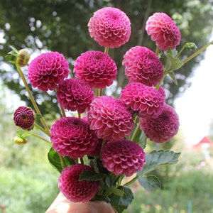 May include: A bouquet of vibrant, deep pink dahlia flowers. The blooms are fully open, showcasing their layered petals. Green stems and leaves provide contrast. The flowers are held in a hand, with a blurred background of greenery.
