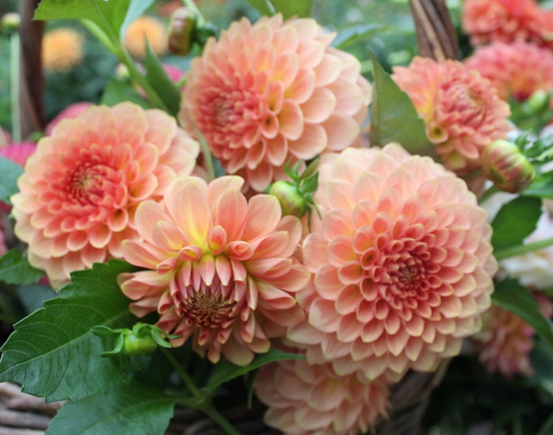 絵画　Dahlia Dahlia 11 Art Print by symphony - Fy