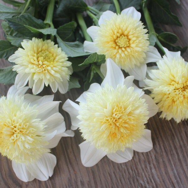 One Platinum Blonde Dahlia Tuber - Platinum Blonde Tuber - White Buttercream Yellow Bloom - Floral Bouquet - Flower Garden - Ship Spring