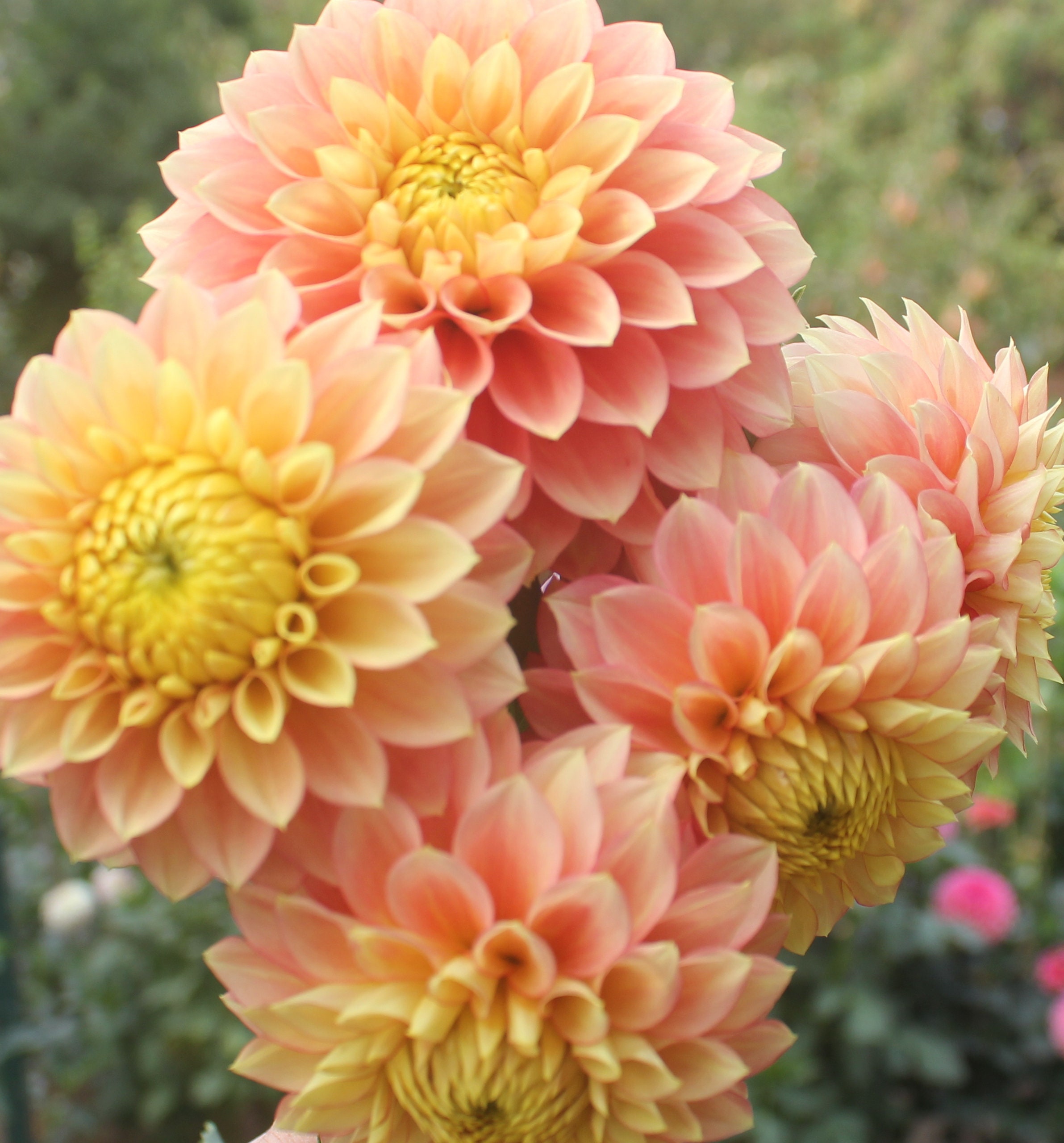 One Clearview Crackerjack Dahlia Tuber - Orange Yellow - Cutting