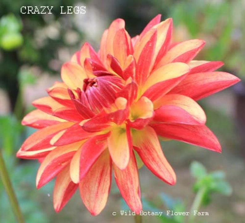 One Crazy Legs Dahlia Tuber Crazy Legs Tuber Bronze Red - Etsy
