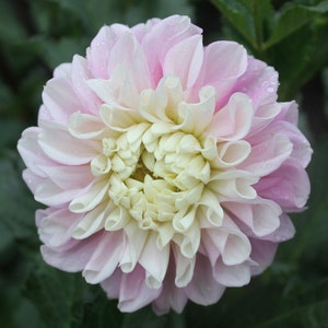 May include: A large, pink and white dahlia flower with a ruffled appearance. The flower has a white center and pink petals.