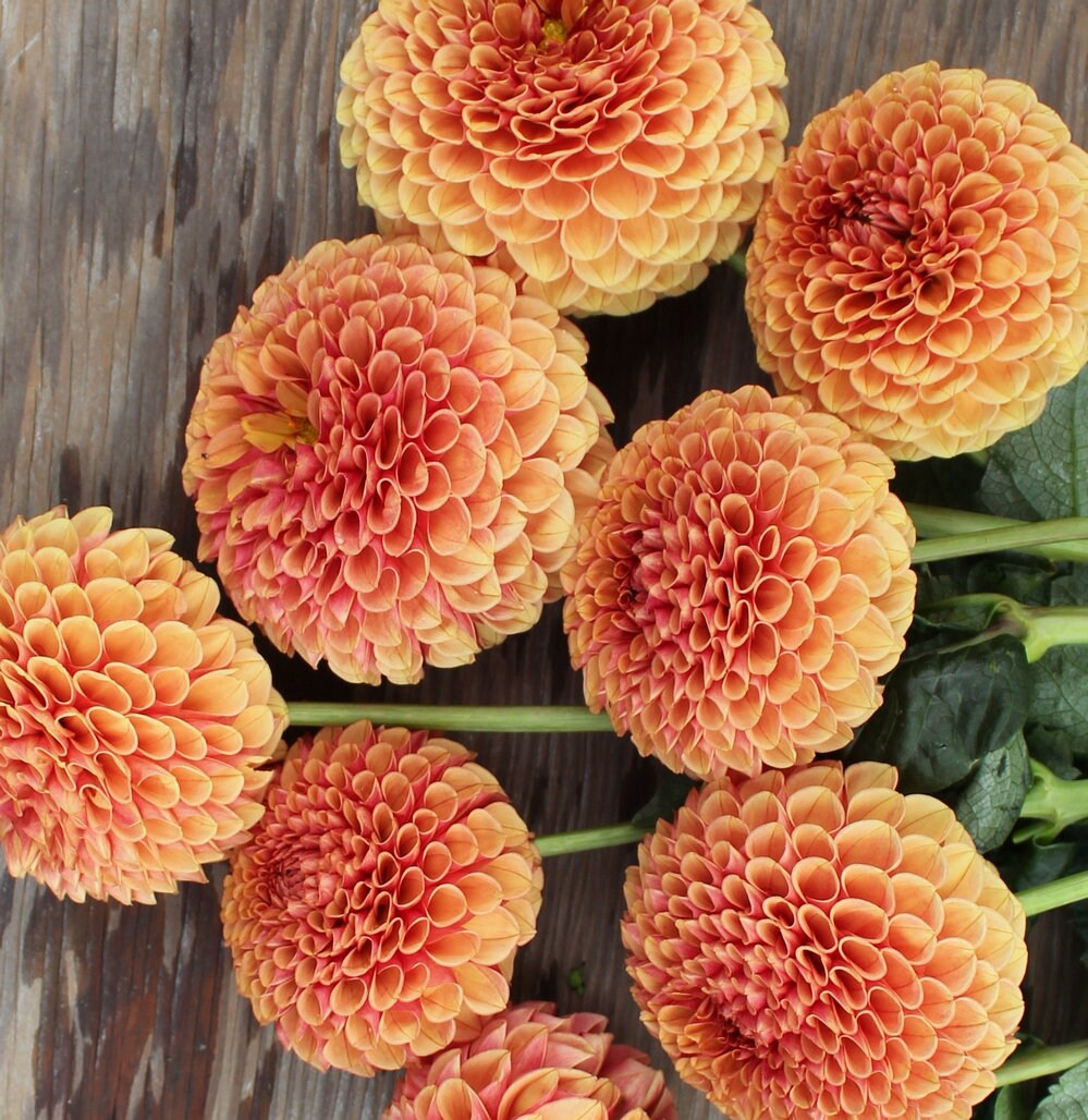 Spring Suntan One Hy Suntan Dahlia Tuber - Hy Suntan Dahlia Tuber - Bronze Copper ...