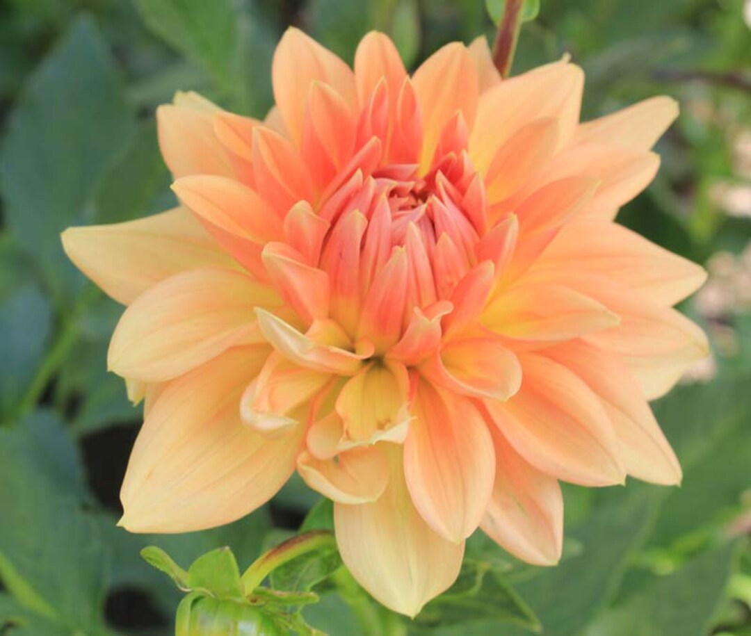 One Honeymoon Dahlia Tuber - Honeymoon Tuber - Apricot