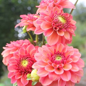 May include: A rustic wooden sign with the text "Welcome to our home" in a handwritten style. The sign is rectangular, with a distressed finish, and features a simple, inviting design. It's likely intended for indoor or outdoor home decor.