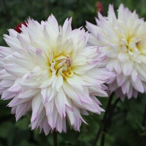 One Crazy Love Dahlia Tuber Crazy Love Tuber White Lavender Floral Arrangement Flower Garden Wedding Work Ships Spring USA image 4