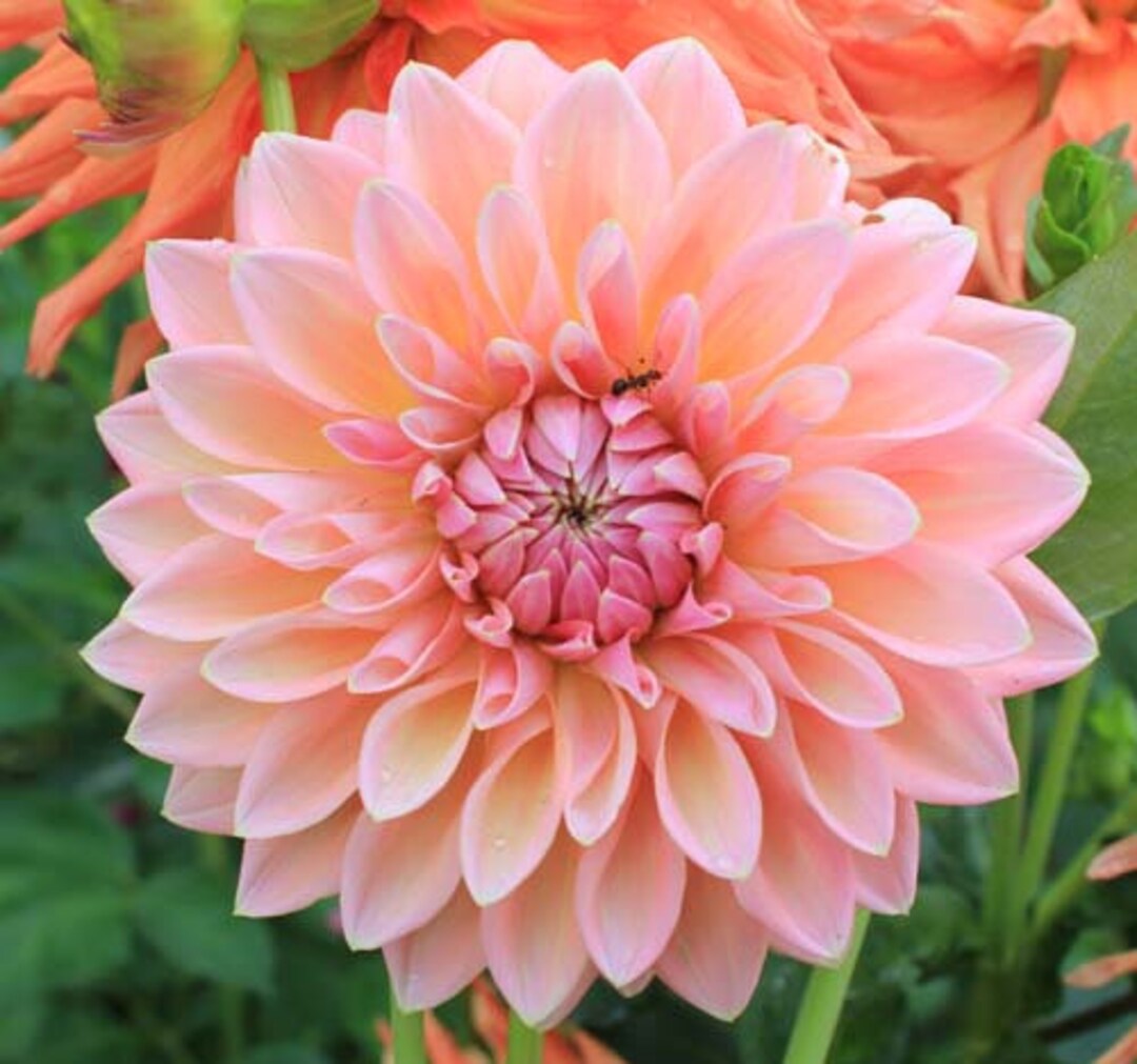 One Castle Drive Dahlia Tuber Castle Drive Dahlia Tuber Pink Cream