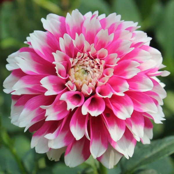 One Fuzzy Wuzzy Dahlia Tuber - Fuzzy Wuzzy Dahlia Tuber - Pink & White Blossom - Flower Bouquets - Cutting Garden - Ship Spring - Grown USA