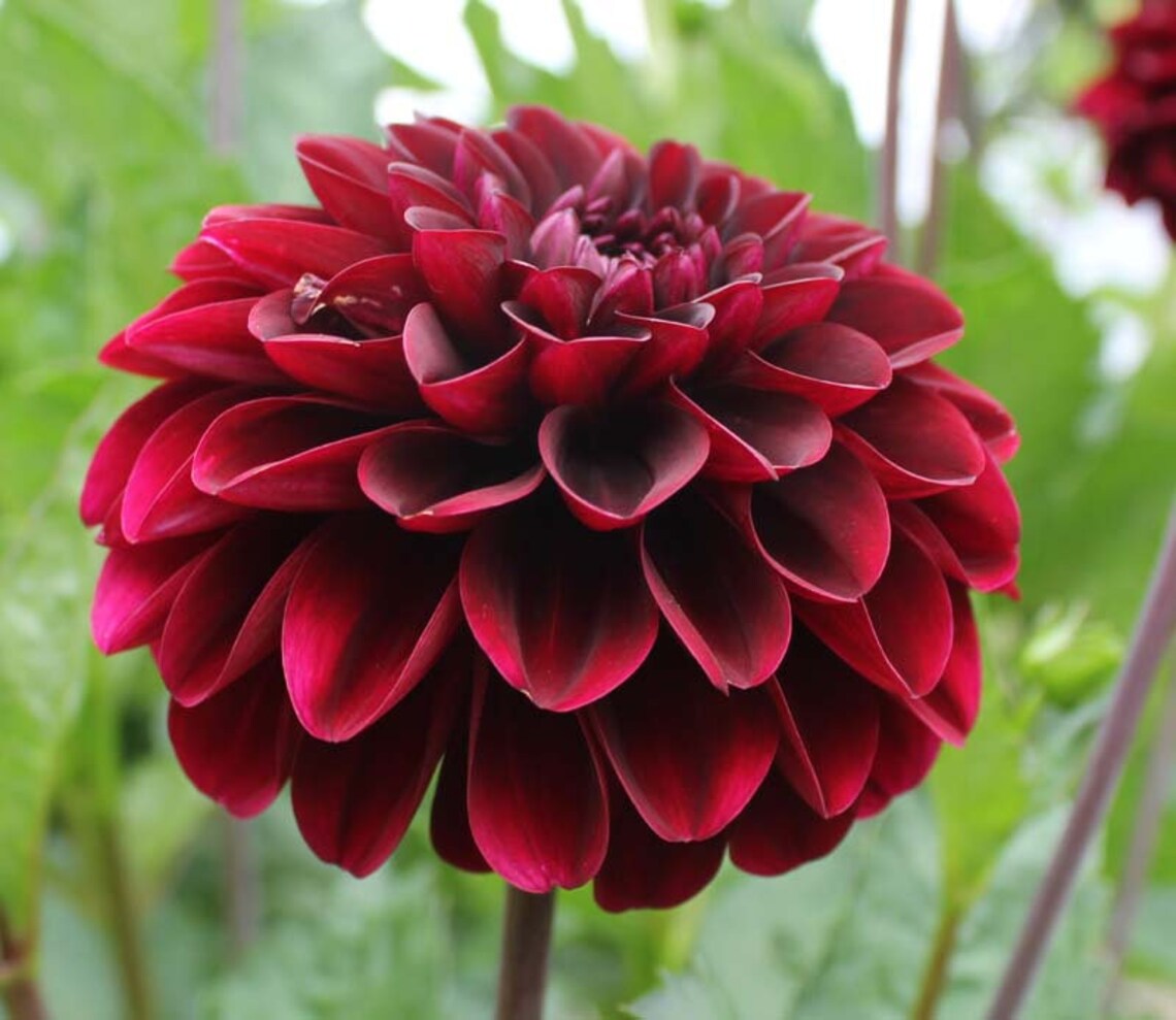 One Light's Out Dahlia Tuber Light's Out Tuber Etsy