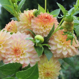 May include: A bouquet of peach and cream colored dahlia flowers with green leaves.