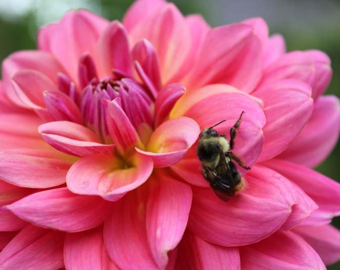 One Southern Belle Dahlia Tuber Southern Belle Dahlia Tuber Dusty Coral