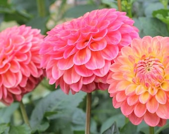 One Snoho Doris Dahlia Tuber - Pink Coral Peach Apricot Bloom - Floral Bouquets - Cut Garden - Ships Spring - USA
