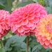 see more listings in the Dahlia Tubers section