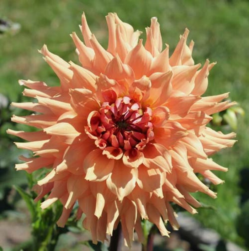 One Terracotta Dahlia Tuber Terracotta Dahlia Tuber Peach Etsy