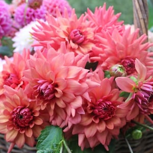 May include: A bouquet of pink and peach dahlia flowers in a wicker basket. The flowers are in full bloom and have a soft, delicate appearance.