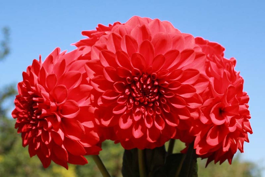 One Audrey Grace Dahlia Tuber Audrey Grace Dahlia Tuber - Etsy