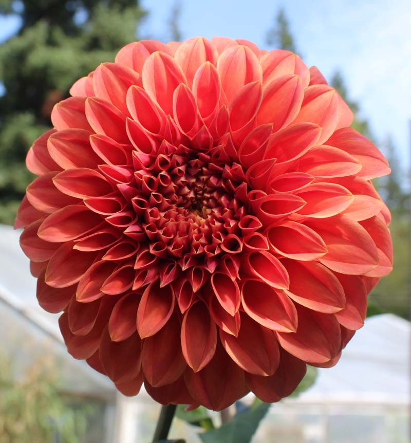 One Sylvia Craig Hunter Dahlia Tuber Sylvia Craig Hunter | Etsy