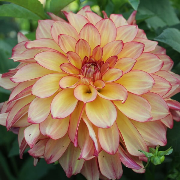 One Mai Tai Dahlia Tuber - Mai Tai Dahlia Tuber - Bronze Yellow Brick Red Blossoms - Cutting Garden - Bouquets - Ships Spring - USA