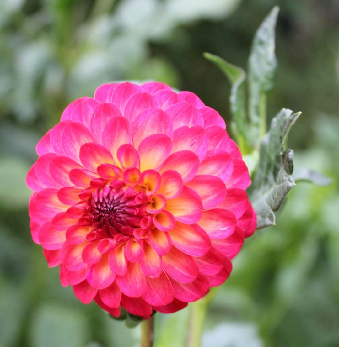 One Raz Ma Taz Dahlia Tuber Dahlia Tuber Raspberry - Etsy