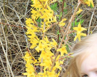 10 Forsythia Cuttings Lynwood Gold Forsythia Cuttings Unrooted Forsythia Cuttings Vase Filler Home Decor Stems Crafting Centerpiece Decor