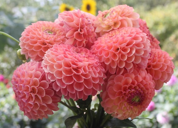 One Jowey Paula Dahlia Tuber - Peach Pink Orange Bloom - Cutting