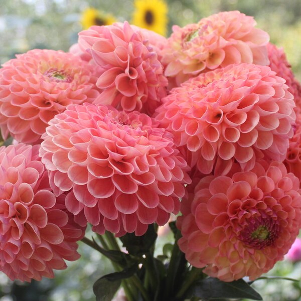 One Jowey Paula Dahlia Tuber - Jowey Paula Dahlia Tuber - Peach Pink Orange Bloom - Cutting Garden - Floral Bouquets - Ships Spring - USA