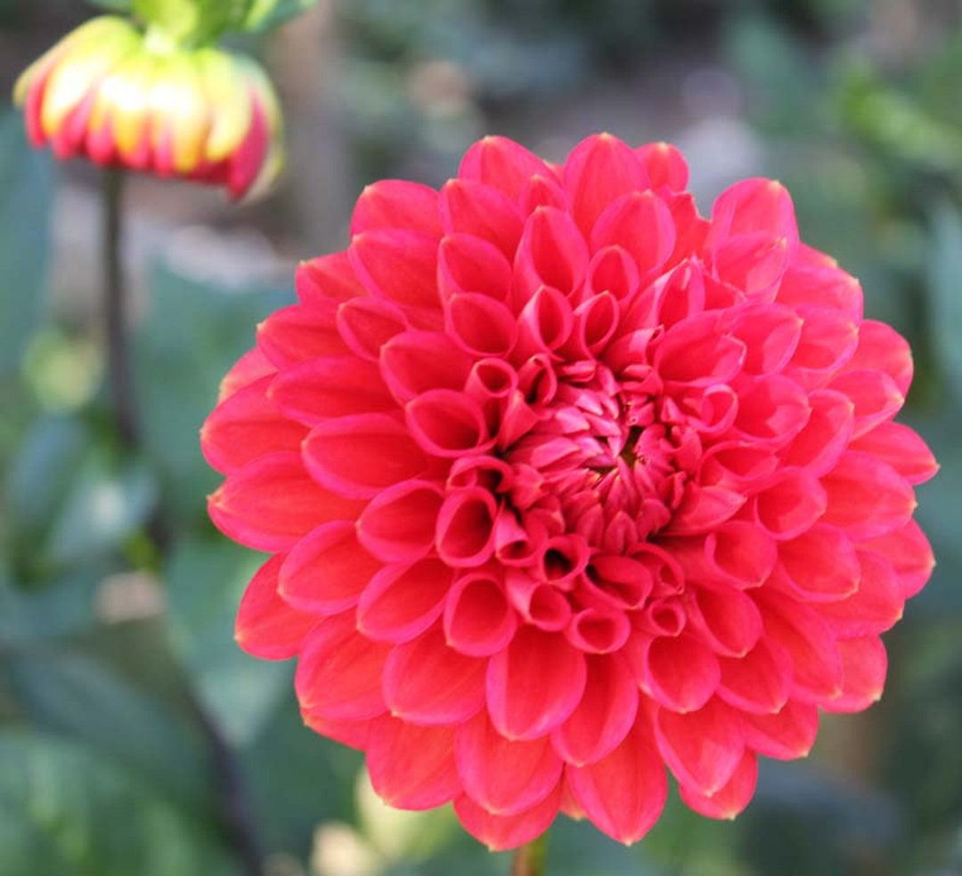 One Intrigue Dahlia Tuber Intrigue Dahlia Tuber Coral - Etsy